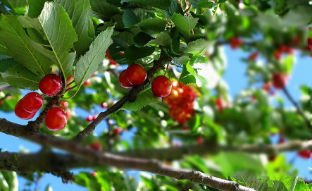 que faire avec les cerises du jardin